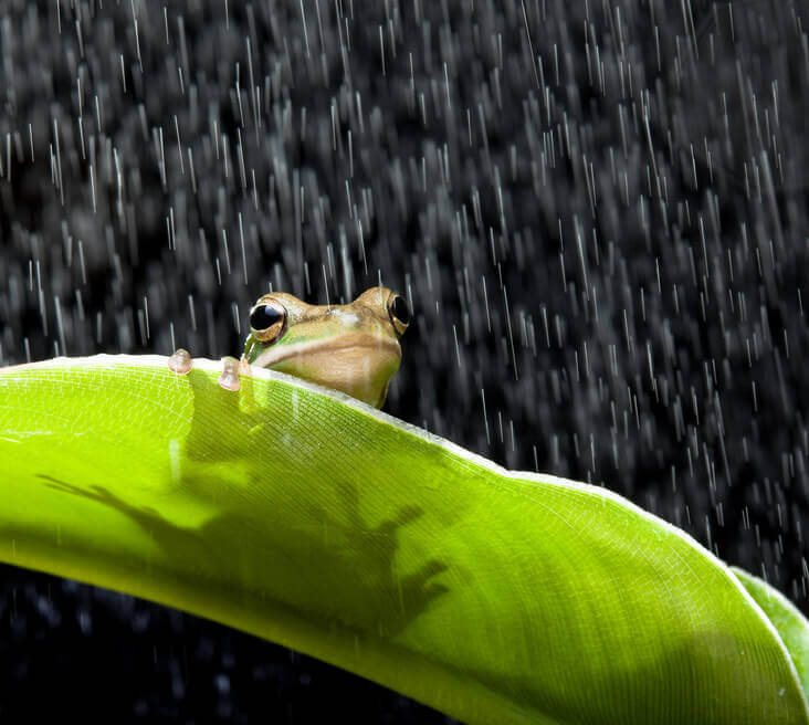 Les pluies d’animaux