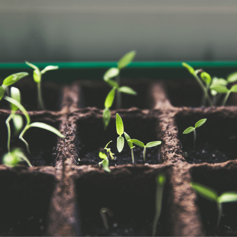 Les Plantes Magiques