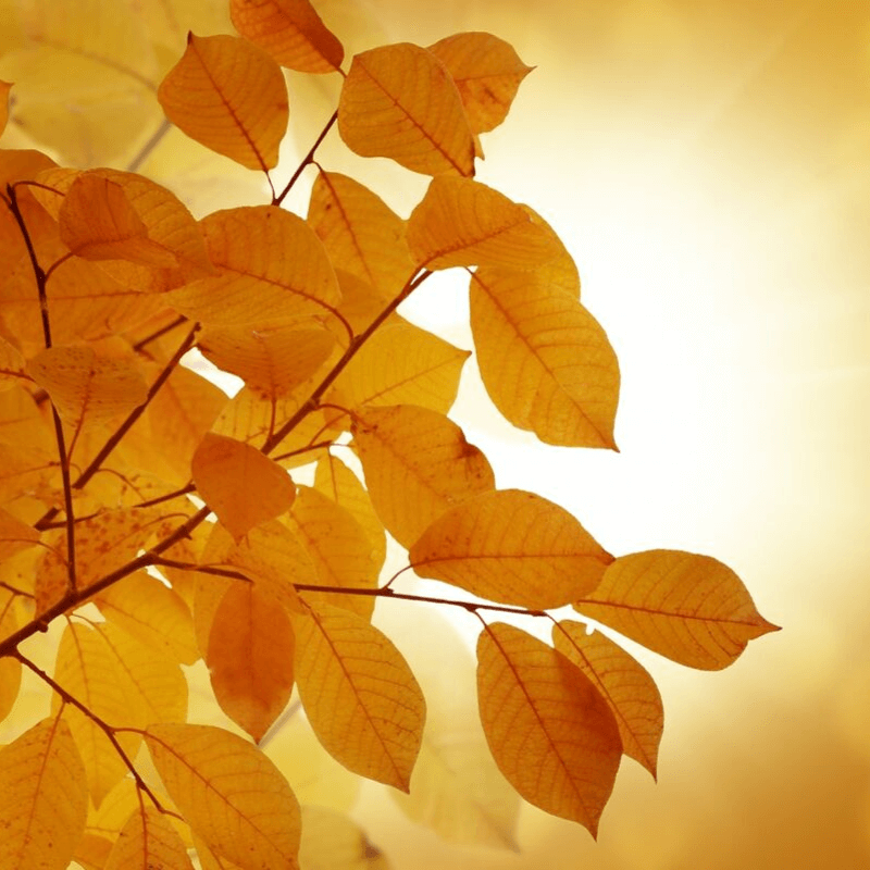 Est-ce que l’équinoxe d’automne a une signification spéciale ?